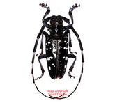 Anoplophora glabripennis (Korea)